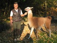 bild lama f�r �ber uns02